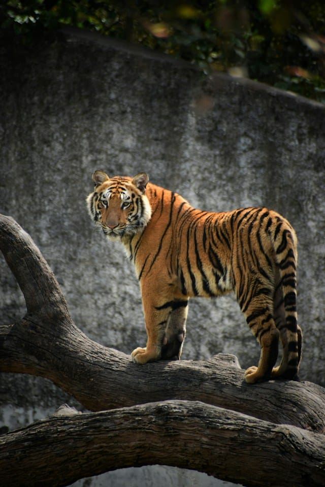Track tigers at Satpura. Stay at Reni Pani Jungle Lodge.