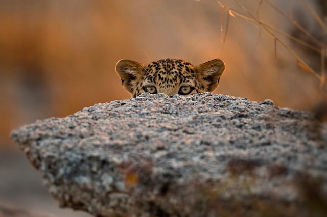 A leopard peers over a granite boulder at Jawai
