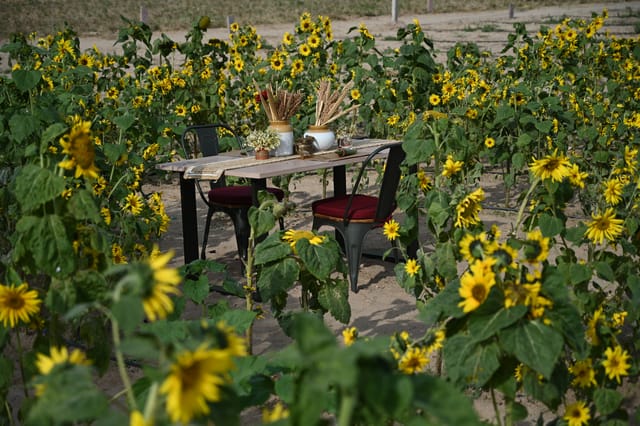 The nine-course dinner in the orchard, inside the price.
