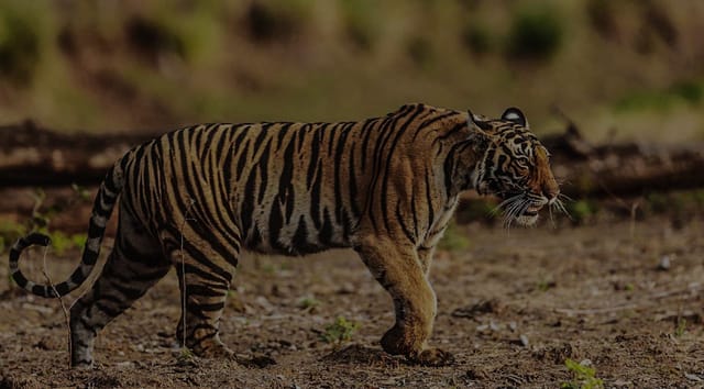 Drive into Kanha from the quiet end, three kilometres from the gate.