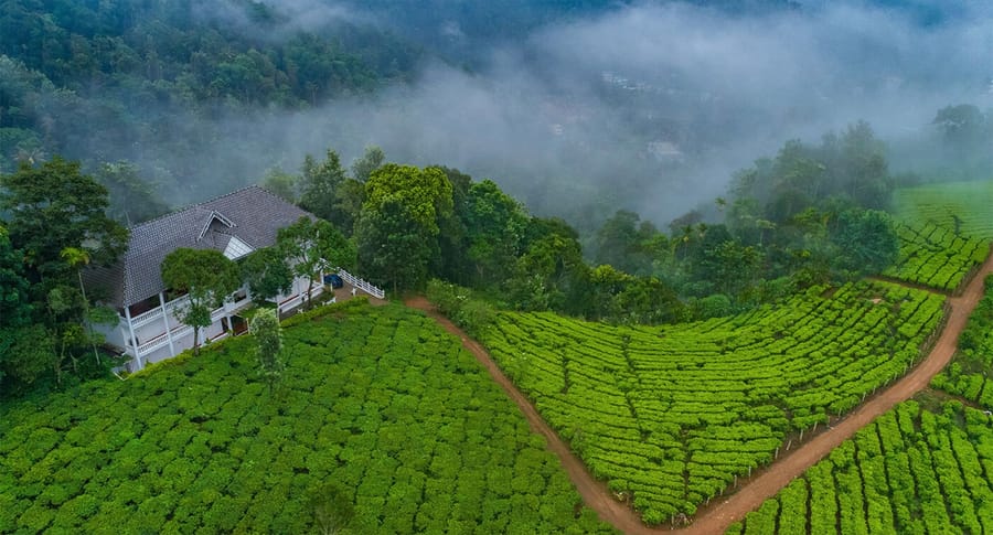Tea Harvester, Munnar