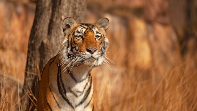 Bengal tiger in the dry grasslands of Ranthambore National Park