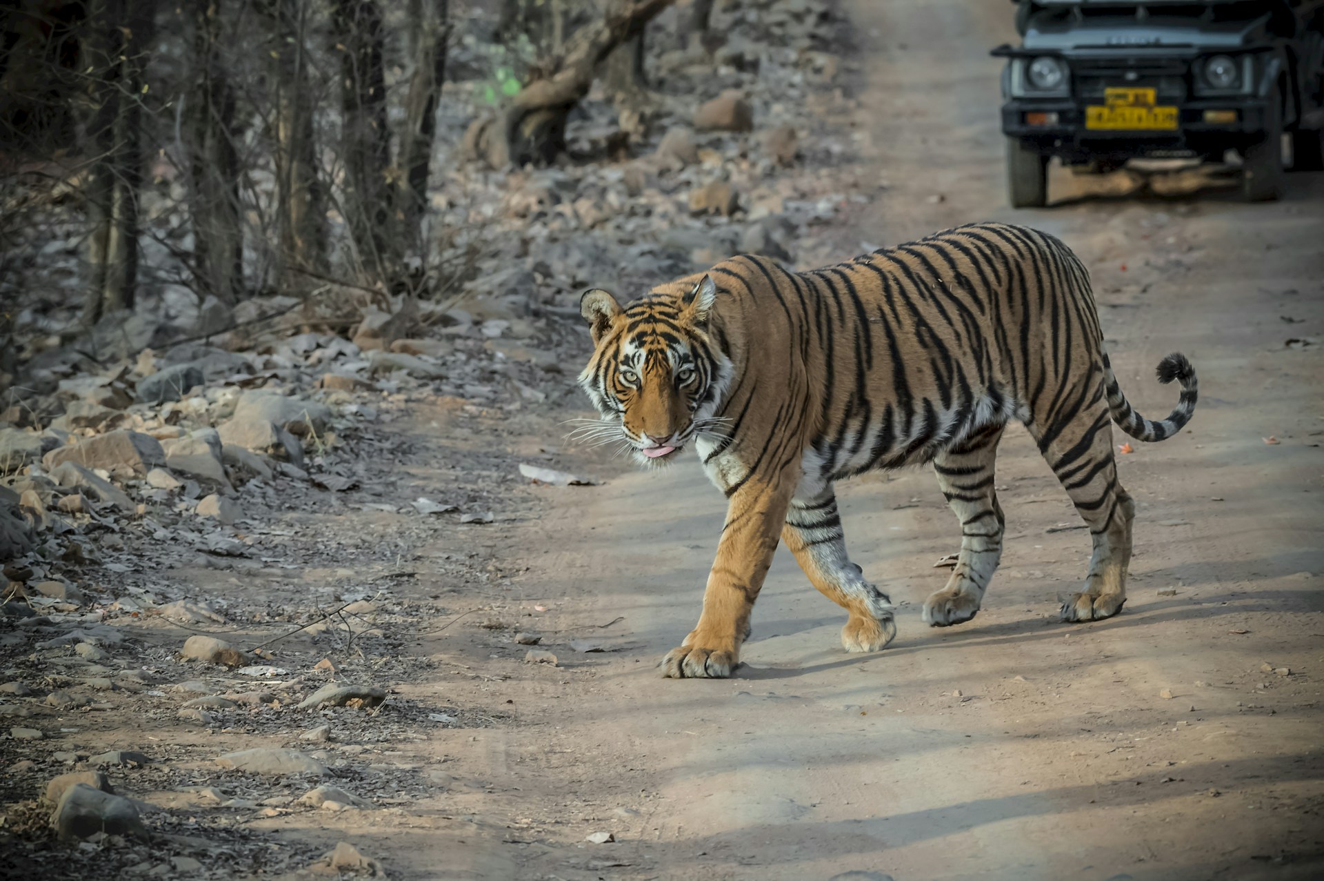 Bengal tiger crossing a track in front of a safari vehicle in Ranthambore National Park