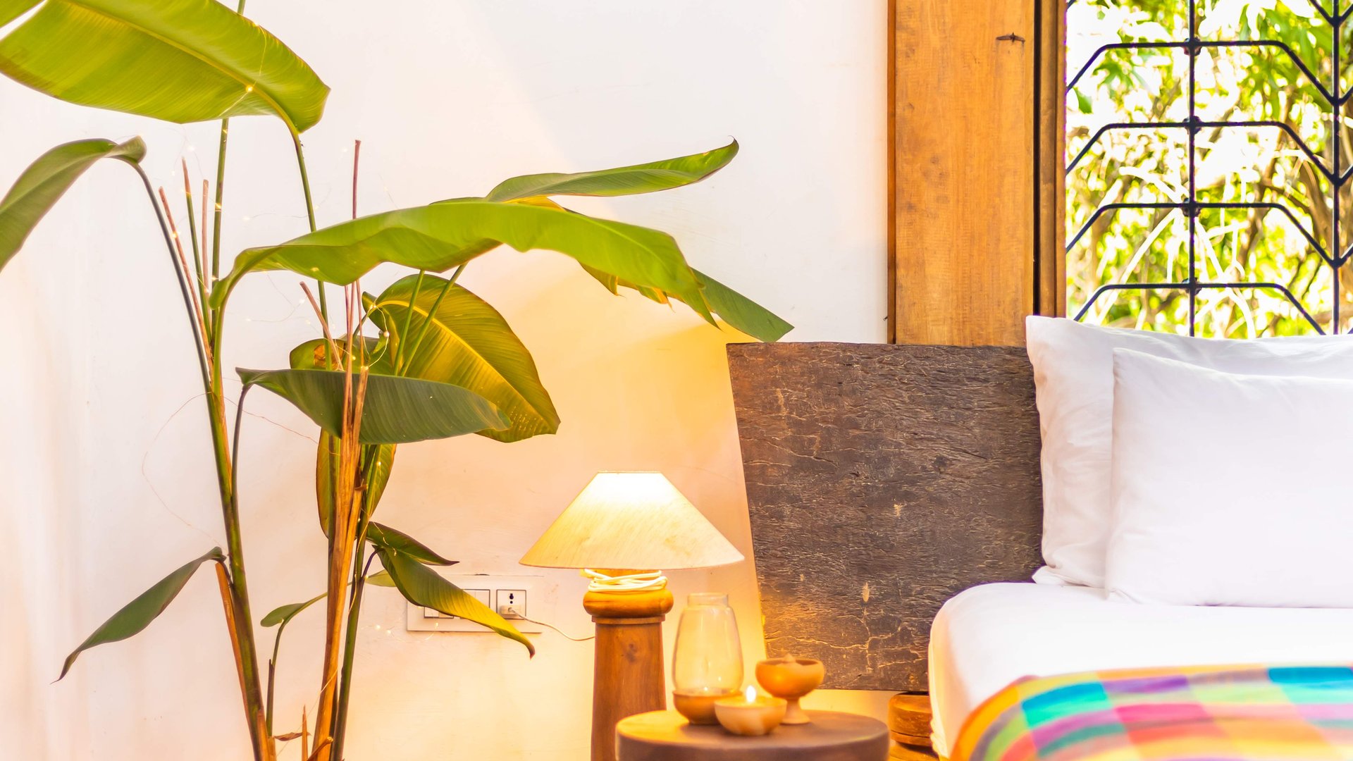 Seclude Falling Cashews